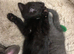 4 beautiful kittens