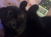 Black kitten