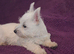 Westie girls and boy