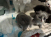 Kittens to reserve mum is full pedagree chinchilla Persian dad is full ragdoll