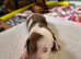 Minature Dachshunds (Short -haired)