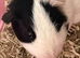 BONDED PAIR: RONNIE & HARRY – GUINEA PIGS