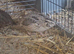11 quail