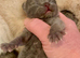 BEAUTIFUL PURE BREED BSH KITTENS