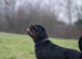 Protection Trained & Crufts Qualified Stud!