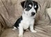 jack russel x