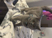 Stunning British shorthaired kittens from champion bloodlines