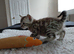 Male Bengal snow kitten