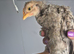 3 chicks needing a home with feed