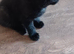 Adorable playful kittens