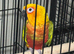 Mix birds Glasgow city