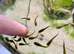 Guppy Fry