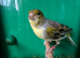 Proven pair Timbrado canaries