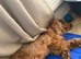 Waiting list for KC show cocker spaniel puppies