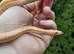 Albino Coastal Rosy Boa For Sale
