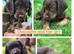 Kc registered Cocker spaniel puppies