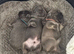 Fluffy French bulldog puppies