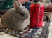NEW Netherland Dwarf purebred baby Rabbits