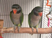 Hand reared derbyan parrot