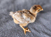 Wyandotte Bantam Chicks