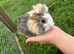 Baby guinea pigs