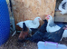 3 light sussex Cockerells and 1 hen for sale