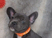 READY TO GO !!! French Bulldog Puppies