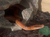 Bamboo rat snake and enclosure