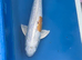Doitsu hariwake koi 47cm