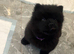 Chows ready and reduced !!
