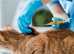 Cat & Dog microchipping in Doncaster