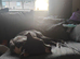 Staffordshire bull terrier cross