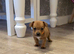 Jack Russell puppy