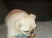 Gorgeous girl pug