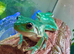 Whites tree frogs juvenile