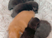 Pomeranian puppies