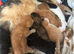 Adorable kittens for sale only 2 left
