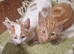British Shorthair x Calico cross kittens