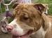 2 and half year old merle Staffordshire bully free to good home