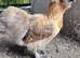 X2 Buff partridge silkie pullets