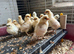 Padovana Polish & Silkie X Chicks