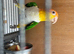 Caique male