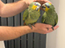 Baby handreard orange -winged Amazon for sale px