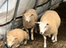 8 ewe lambs and two ram lambs