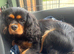 KC registered Health tested girl