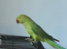 Indian ringneck