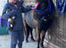 Gorgeous George Yearling Colt
