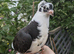 Hand reared young fancy pigeon