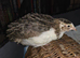 2 Japanese quail