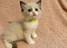 5 beautiful ragdoll kittens